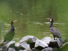 Phalacrocorax carbo