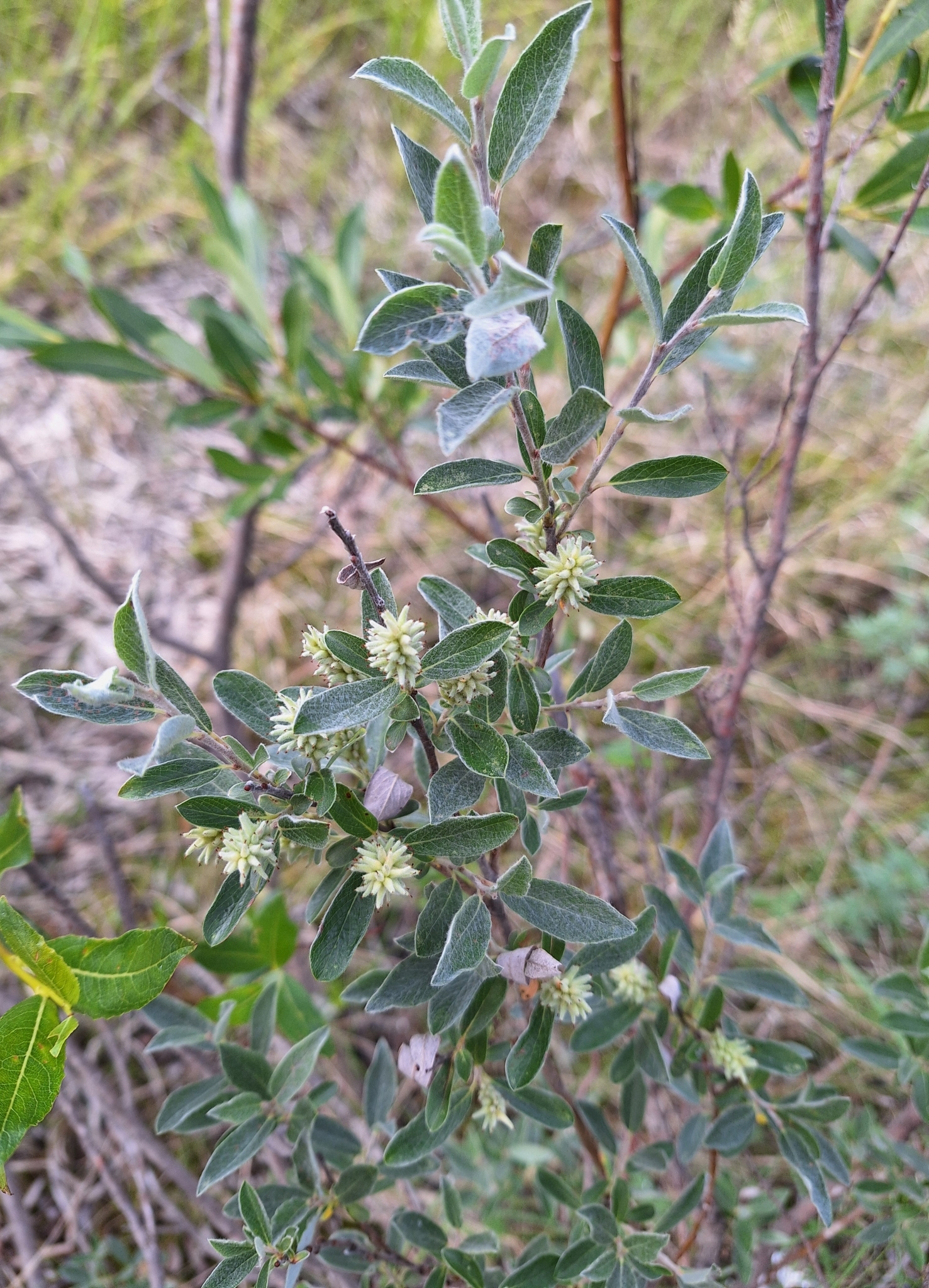 Salix brachycarpa