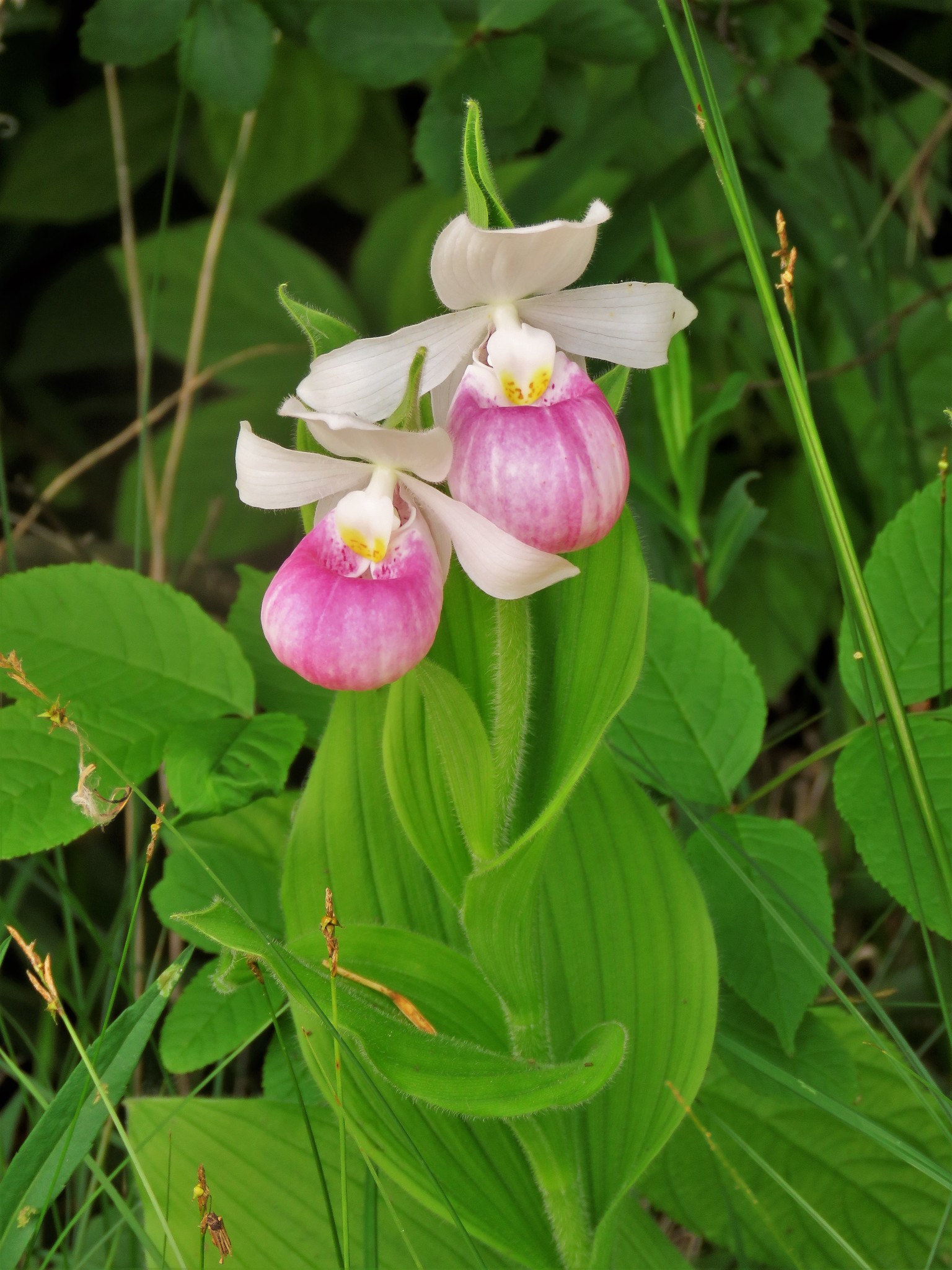 Lady Slippers are also in Delaware. - Kent Master Gardeners | Facebook