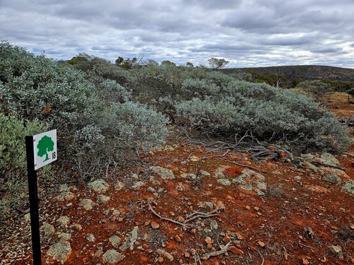 Granite Wattle (Acacia tarculensis)