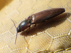 Agriotes collaris