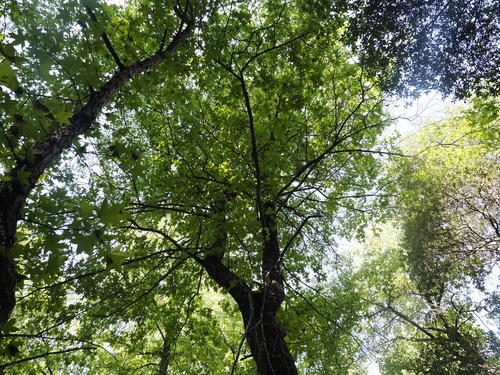 Image of Liquidambar orientalis by (c) Lucas Christofides, some rights reserved (CC BY)