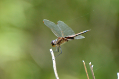 Tramea cophysa