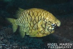 Cleidopus gloriamaris