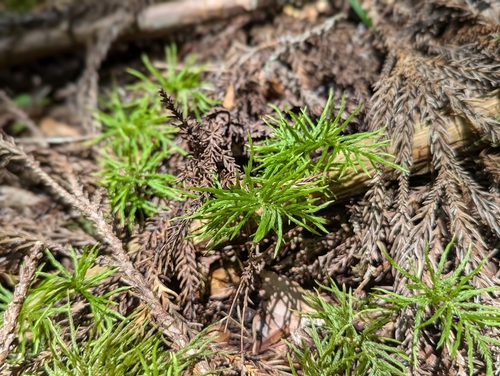 Climacium japonicum observed 2024-07-22