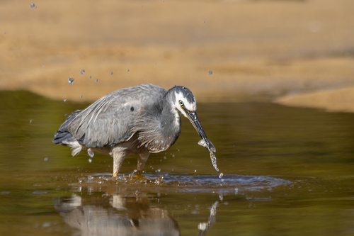 White-faced Heron, Tasman District, Tasman, New Zealand, photo 9 of 10