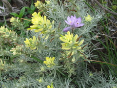 Castilleja hololeuca