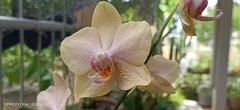 Phalaenopsis