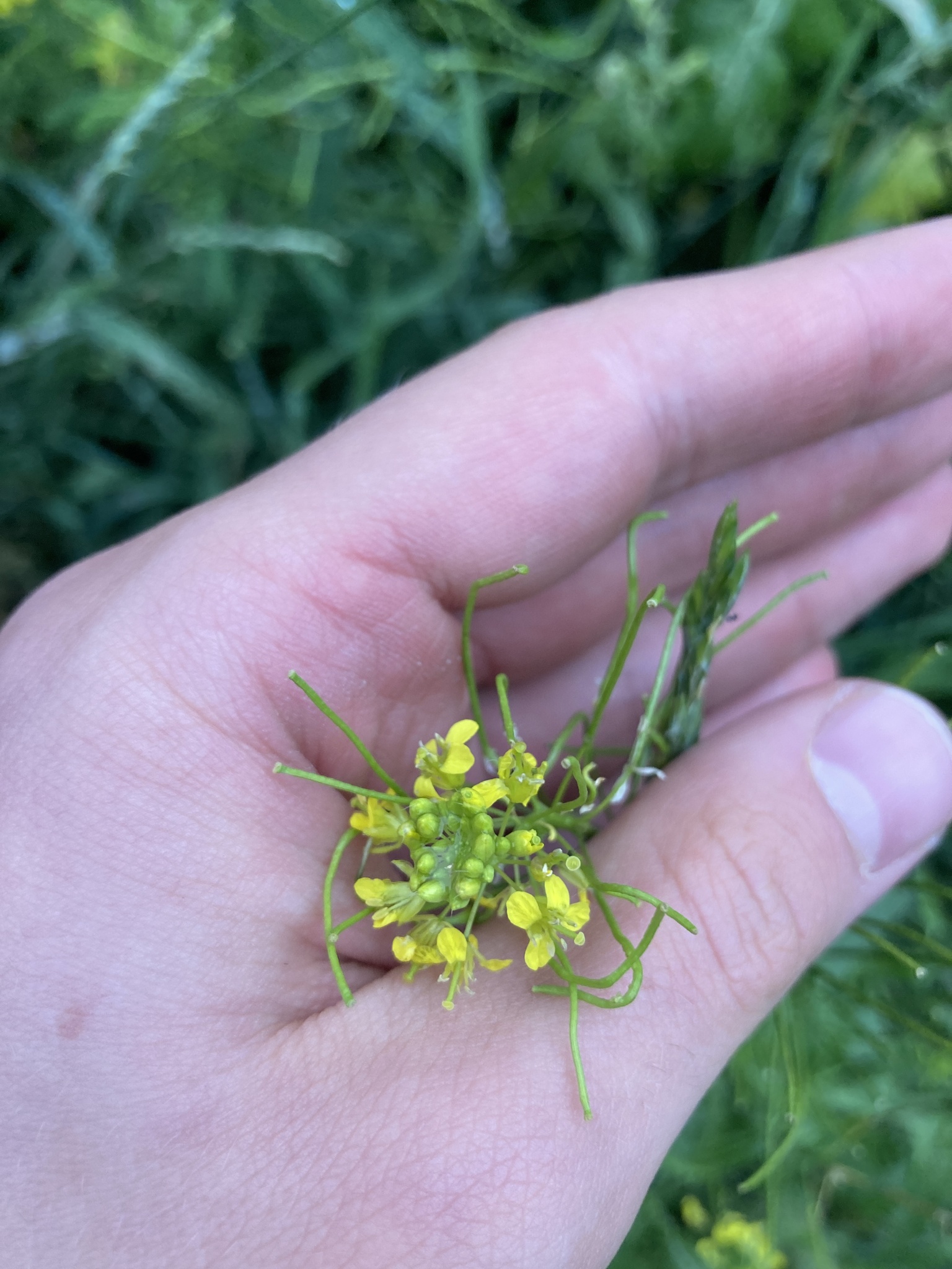 lösel-rauke, small tumbleweed mustard