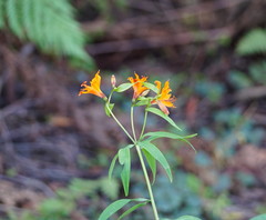 Alstroemeria aurea