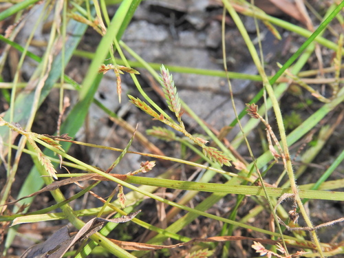 Image of Cyperus aquatilis by (c) Scott W. Gavins, some rights reserved (CC BY)