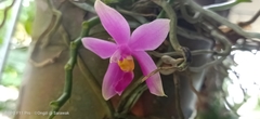 Phalaenopsis
