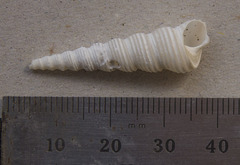 Turritella