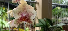 Phalaenopsis
