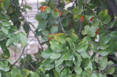 Beilschmiedia miersii