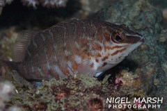 Hypoplectrodes jamesoni