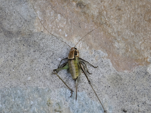 Smyrnean Bush-Cricket