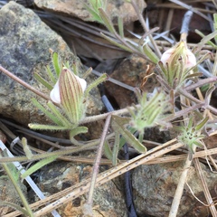 Cordylanthus nidularius