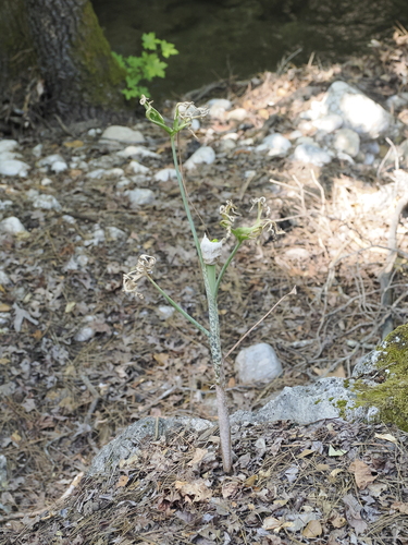 Image of Dracunculus vulgaris by (c) Lucas Christofides, some rights reserved (CC BY)