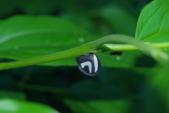 Membracis foliatafasciata