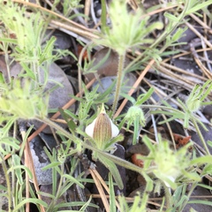 Cordylanthus nidularius