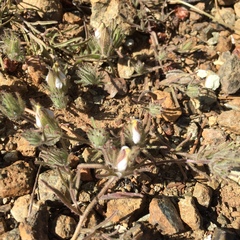 Cordylanthus nidularius