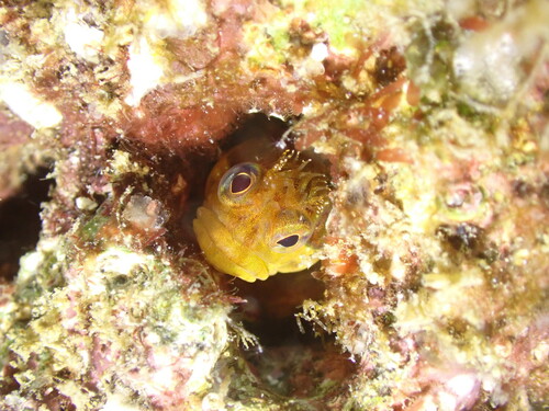 Kaal baardslijmvis (Neoclinus nudus) — Chaenopsidae — 5