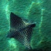 Eastern Spotted Eagle Ray - Photo (c) Behan, some rights reserved (CC BY-NC-ND), uploaded by Behan