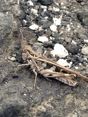 Oedaleus abruptus