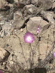 Sidalcea glaucescens