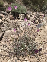 Sidalcea glaucescens