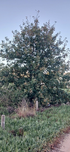 Image of Quercus canariensis by (c) Tony Rebelo, some rights reserved (CC BY-SA)