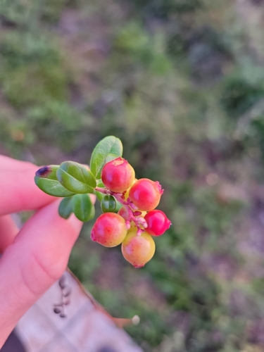 Lingonberry