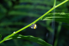 Phyllotropis cingulata