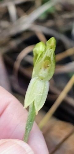 Image of Pterostylis melagramma by (c) Rosalie Lawrence, some rights reserved (CC BY)