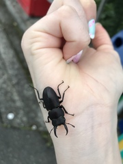 Dorcus rectus rectus