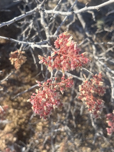 Image of Pachycormus discolor by no rights reserved