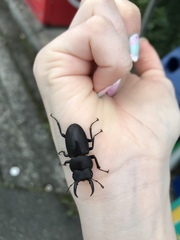 Dorcus rectus rectus