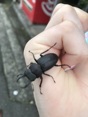 Dorcus rectus rectus