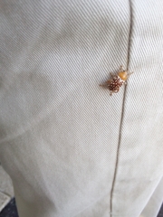 Blepharida jacobyana