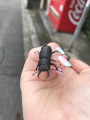 Dorcus rectus rectus