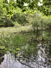 Petite lentille d'eau (Lemna minor) — photo 2