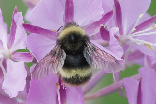 McKay's Western Bumble Bee