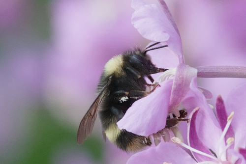 McKay's Western Bumble Bee