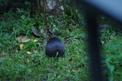 Dasyprocta fuliginosa