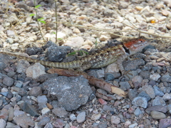 Desert Spiny Lizard photo 2
