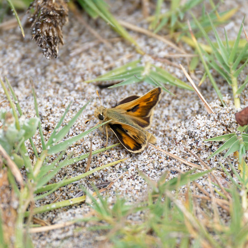 Sandhill Skipper photo 6