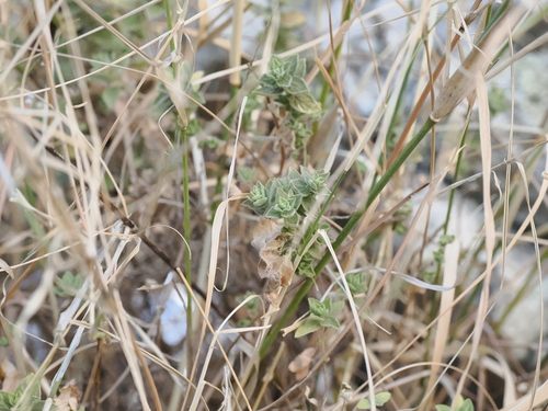 Image of Origanum onites by (c) Lucas Christofides, some rights reserved (CC BY)
