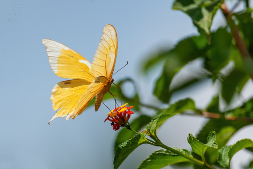 Noble Swallowtail