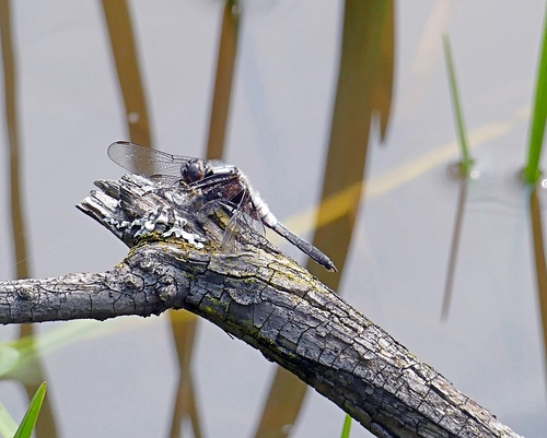 Chalk-fronted Corporal photographed in West Virginia